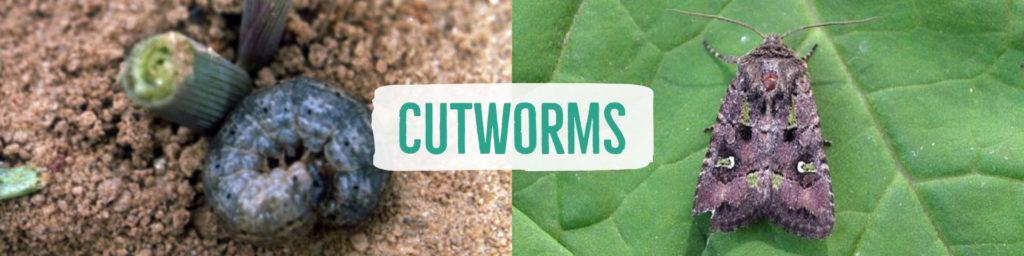 cutworms-header