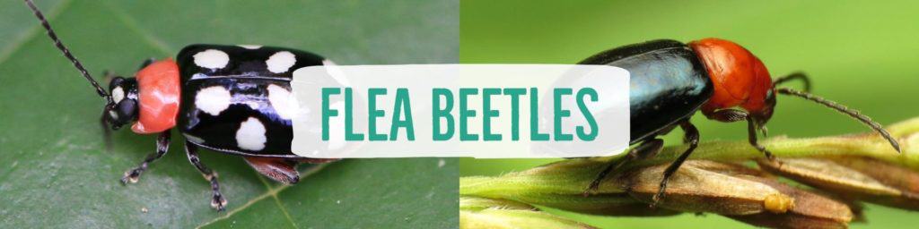 fleabeetles-header