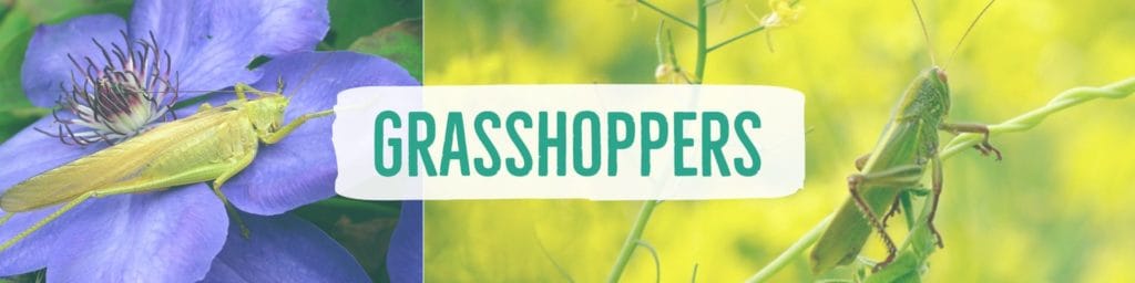 grasshoppers-header
