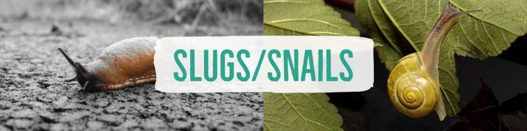 slugssnails-header