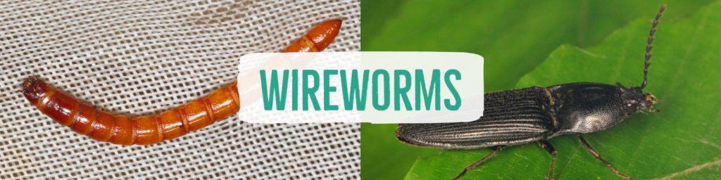 wireworms-header