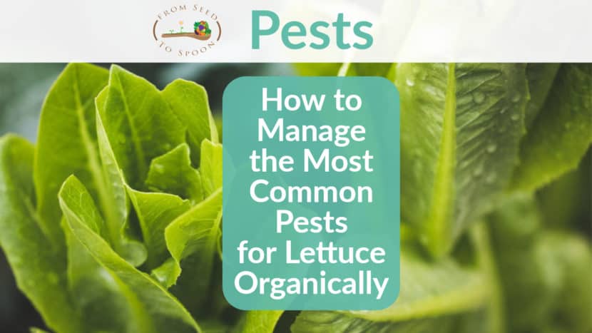 Lettuce pests header