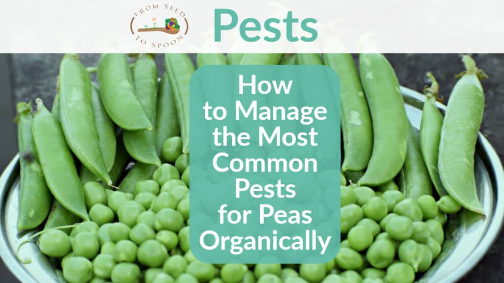 Peas pests header