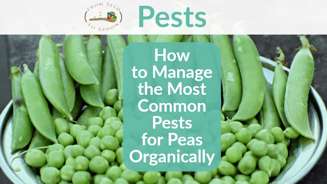 Peas pests header
