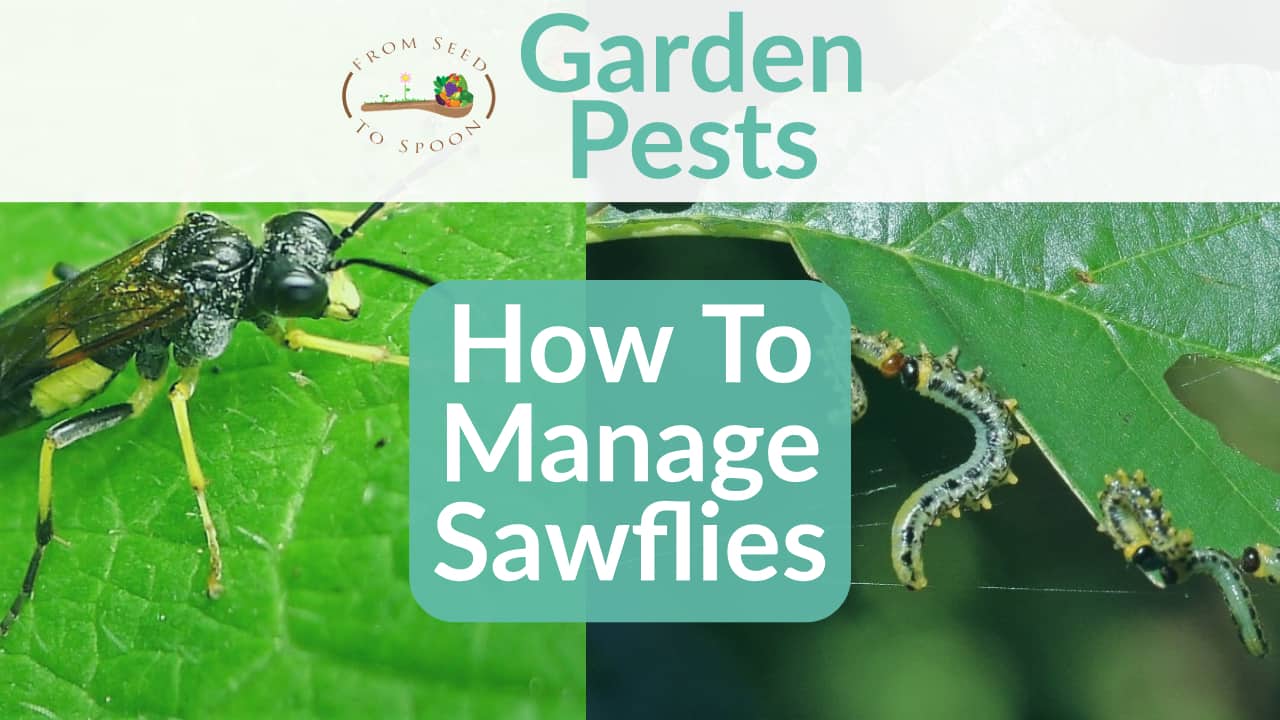 Sawflies blog post
