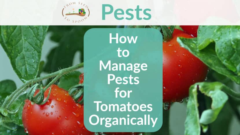 Companion Plants That Protect Tomatoes