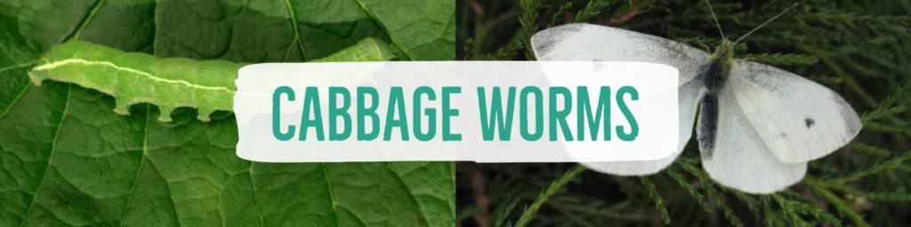 cabbageworms-header