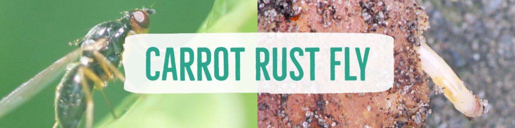 carrotrustfly-header