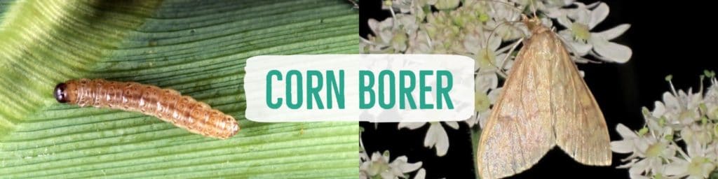 cornborer-header
