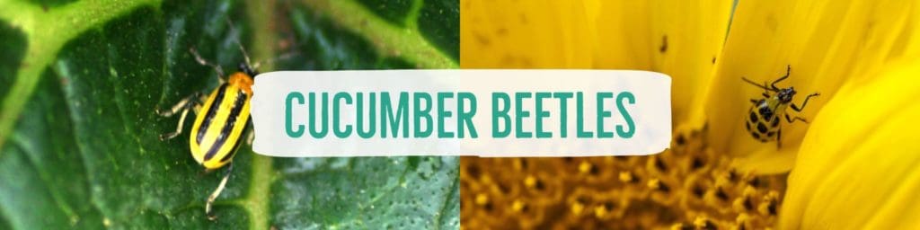 cucumberbeetles-header