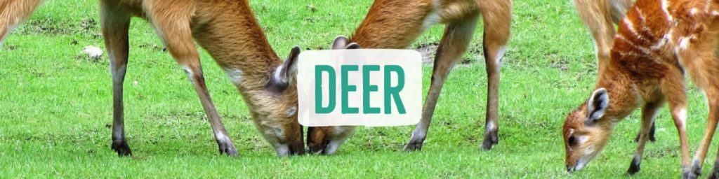 deer-header