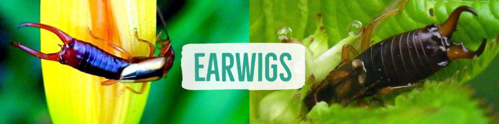 earwig-header