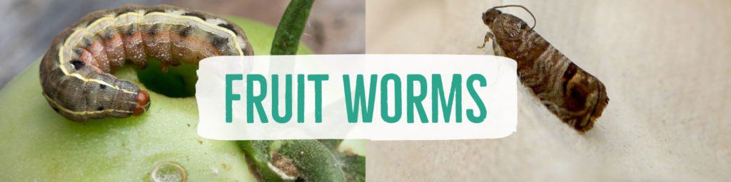 fruitworms-header