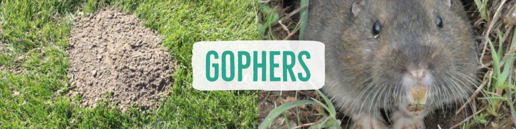 gophers-header