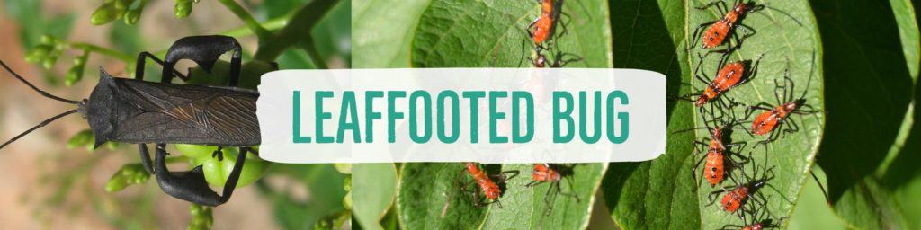 leaffootedbug-header