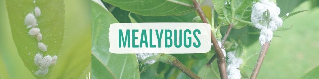 mealybugs-header2