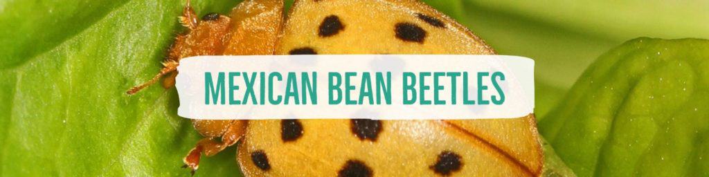 mexicanbeanbeetles-header