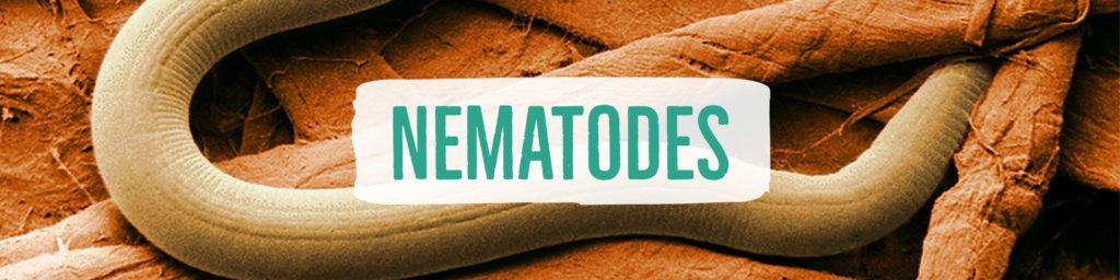 nematodes-header