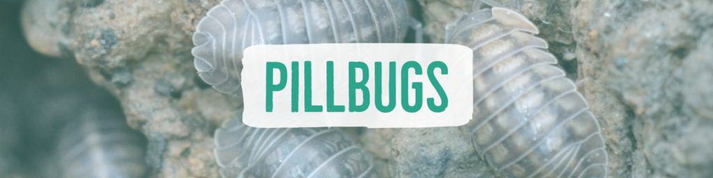 pillbugs-header2