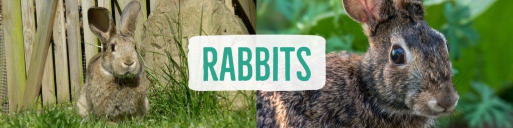rabbits-header