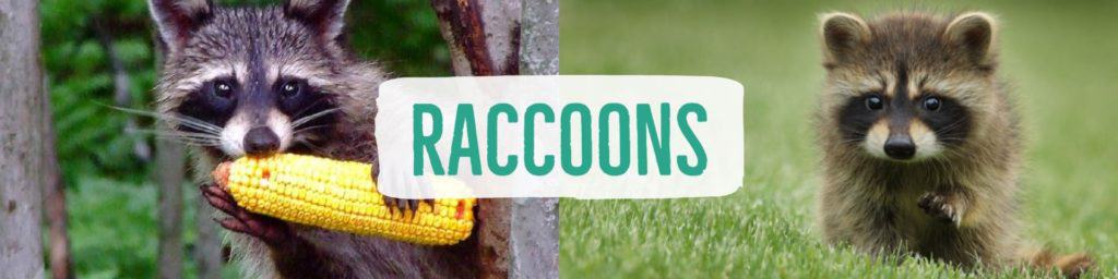 raccoons-header