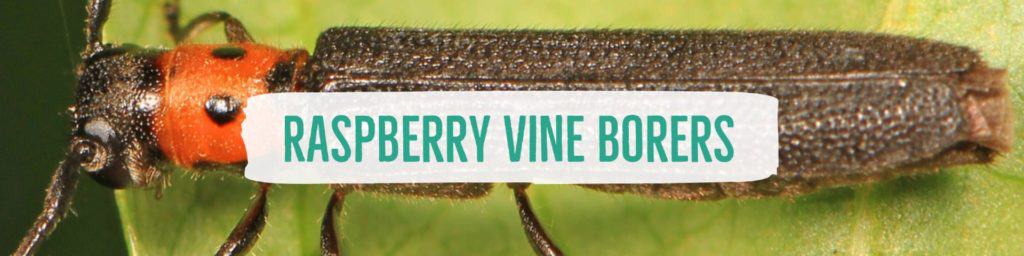 raspberryvineborers-header