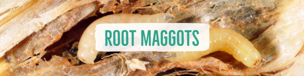 rootmaggots-header