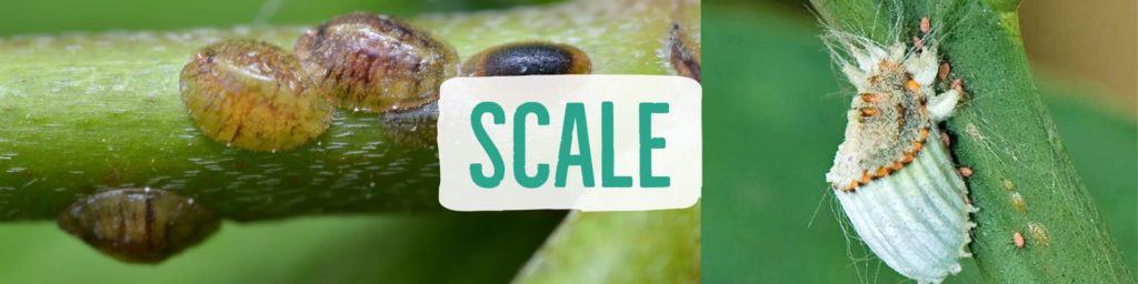 scale-header