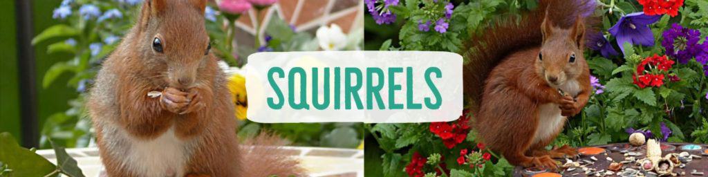 squirrels-header