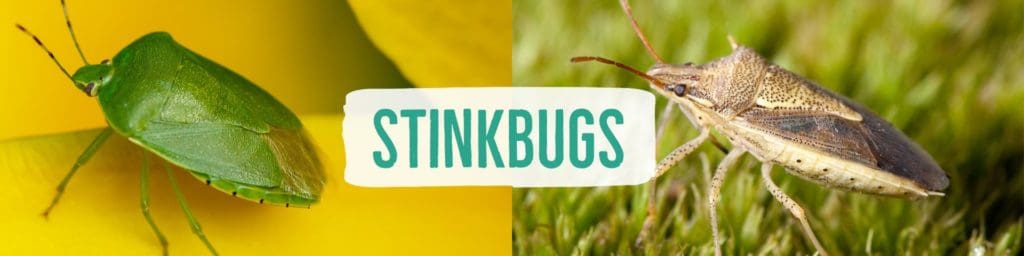 stinkbugs-header