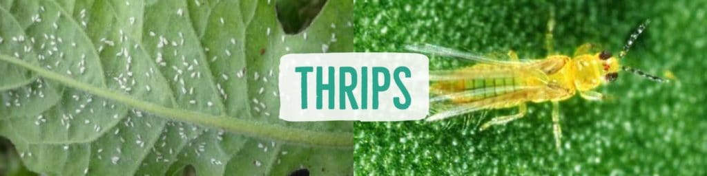 thrips-header