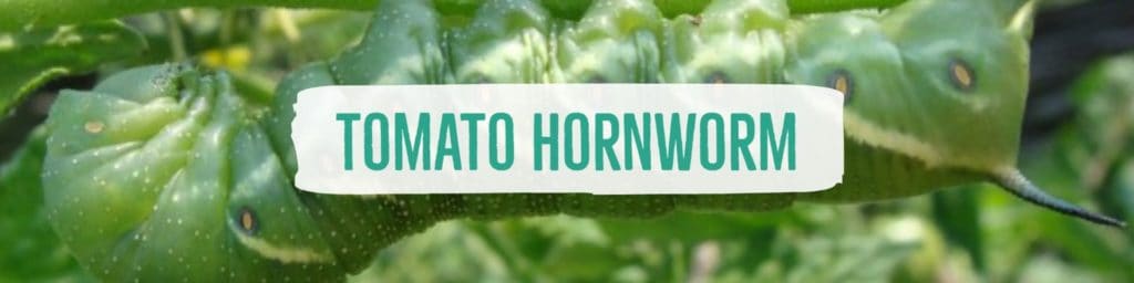 tomatohornworm-header