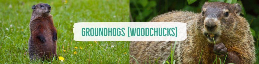 woodchucks-header