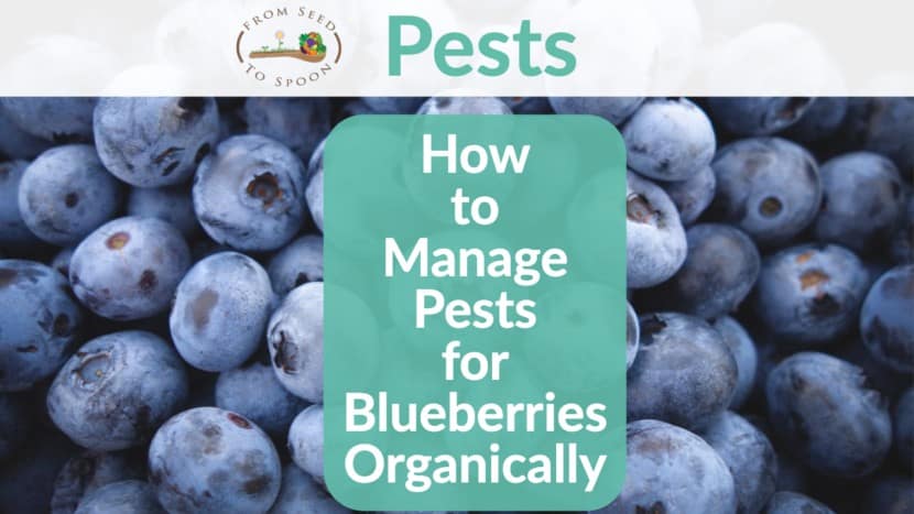 Blueberry pests header