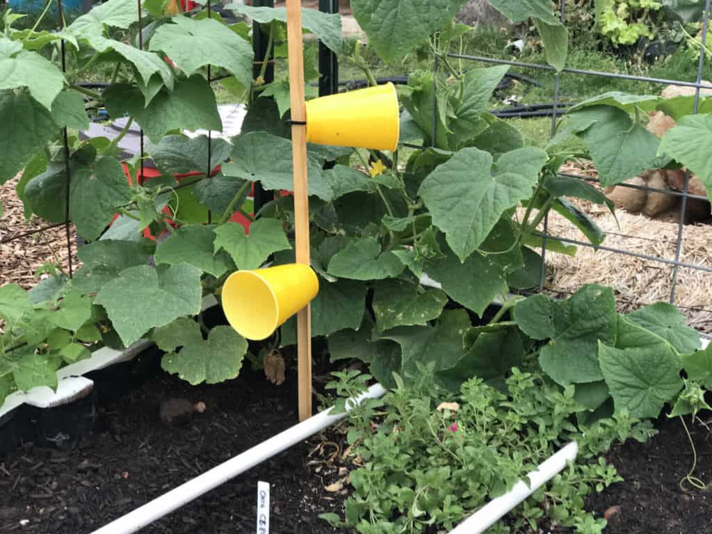 Cucumber Beetle trap