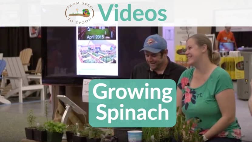 Growing Spinach