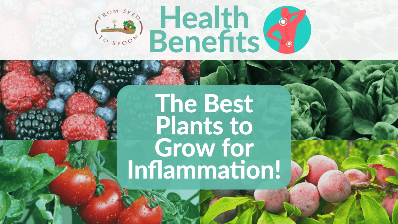 Inflammation blog post