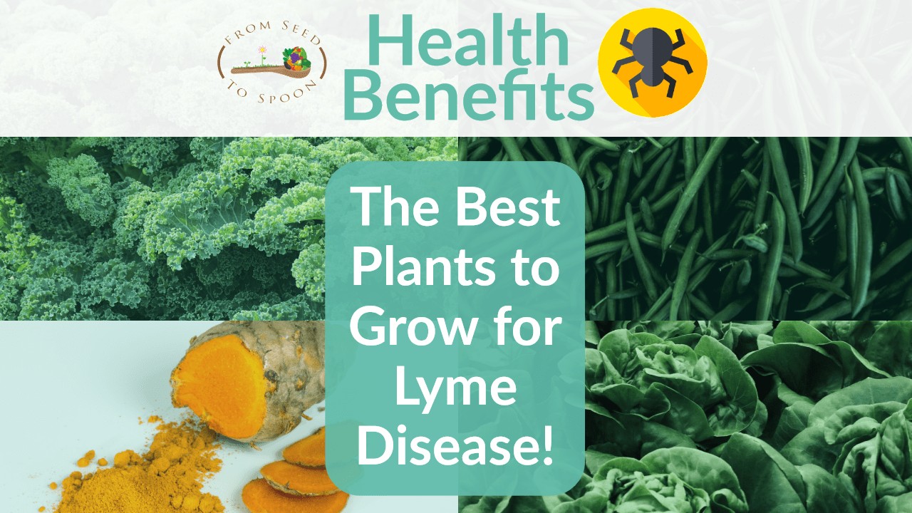 Lyme Disease blog post
