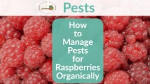 Raspberries pests header