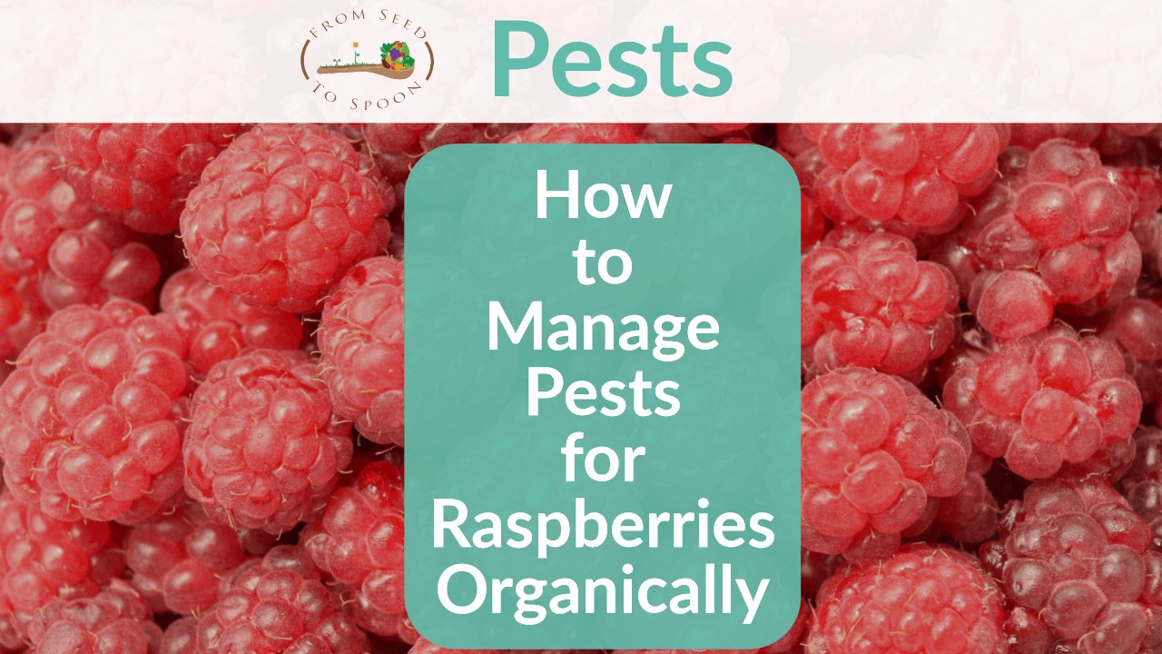 Yard and Garden: Insect Pests of Raspberry Fruit