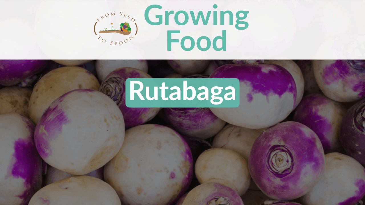Rutabaga blog post