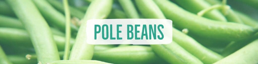 beans-pole-header