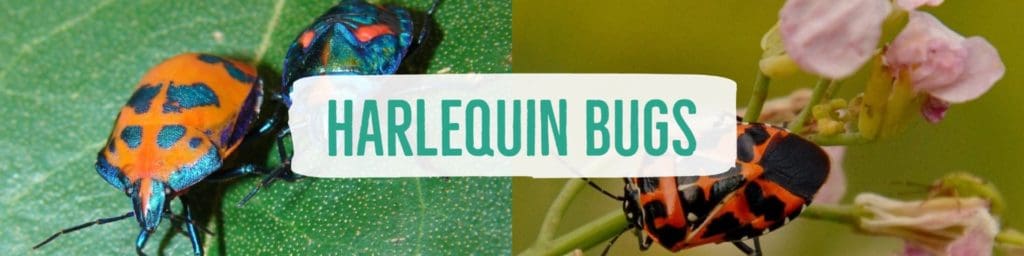 harlequinbug-header
