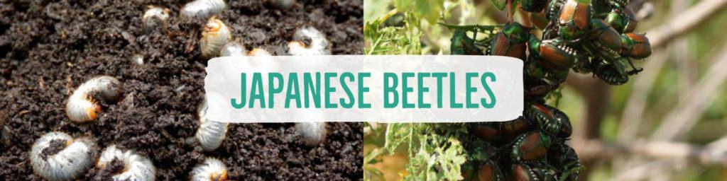 japanesebeetles-header