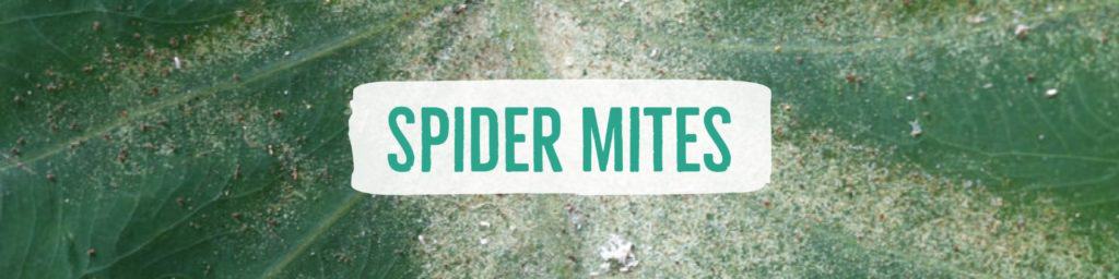 spidermites-header