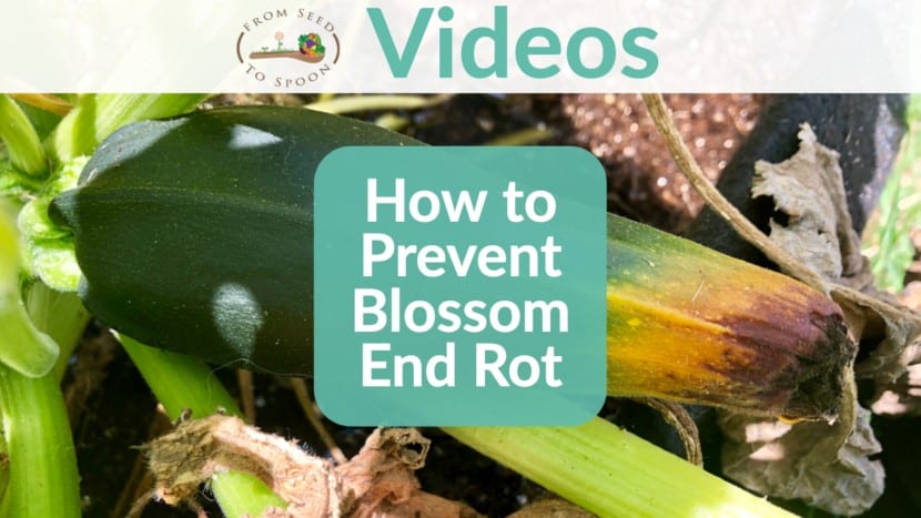 Blossom End Rot (1)
