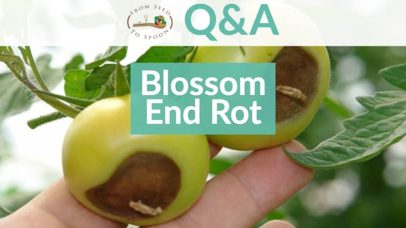 Blossom End Rot