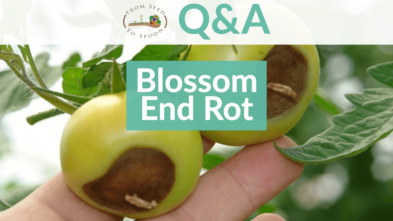 Blossom End Rot