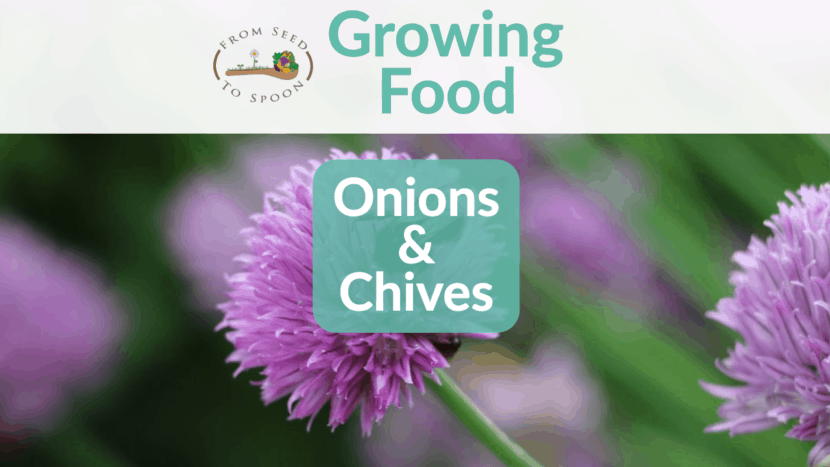 Onions & Chives