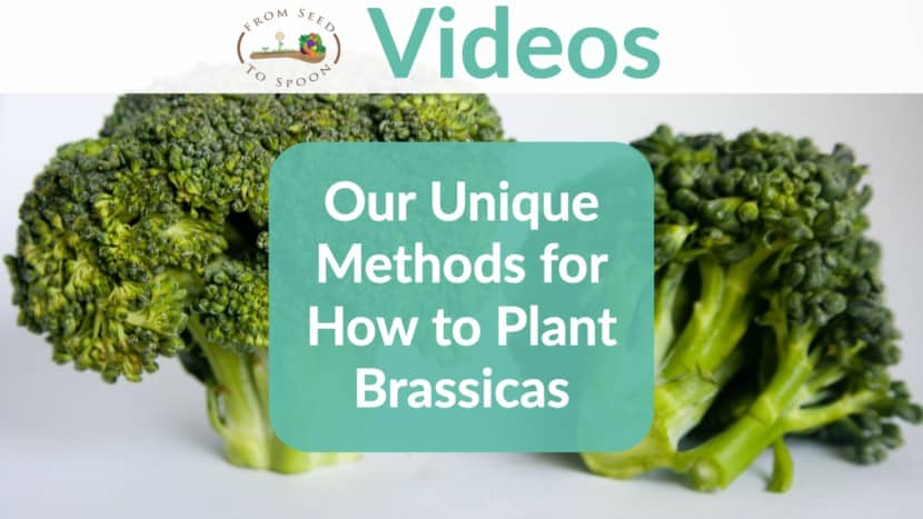 Brassica video